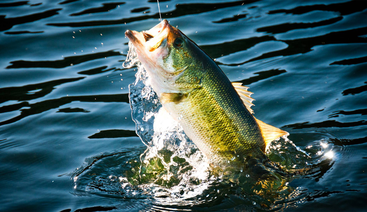 Here's how bass anglers can use the wind to their advantage, bass